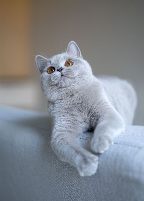 Британские котята