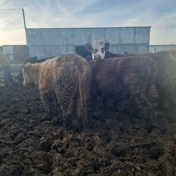 В продаже телки.