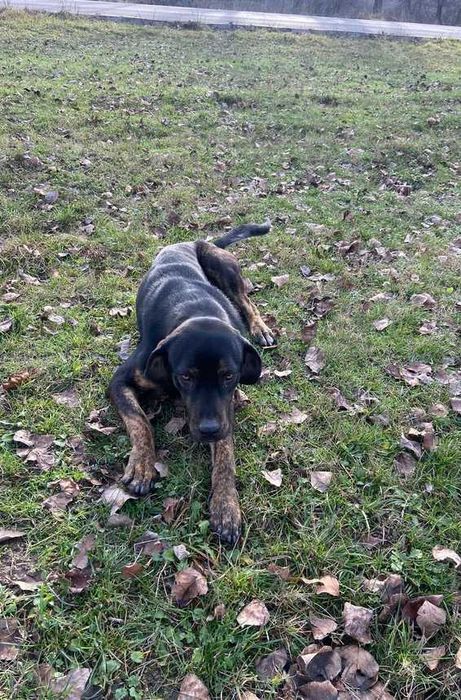 Câine de pază pentru adopție