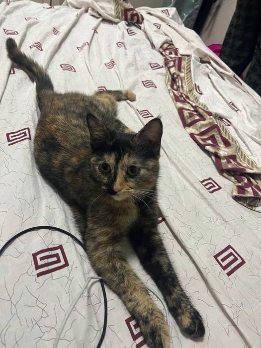 Кошка, стерилизованная