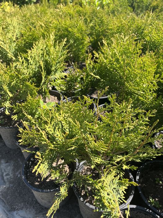 Смарагд, западна и кълбовидна туя