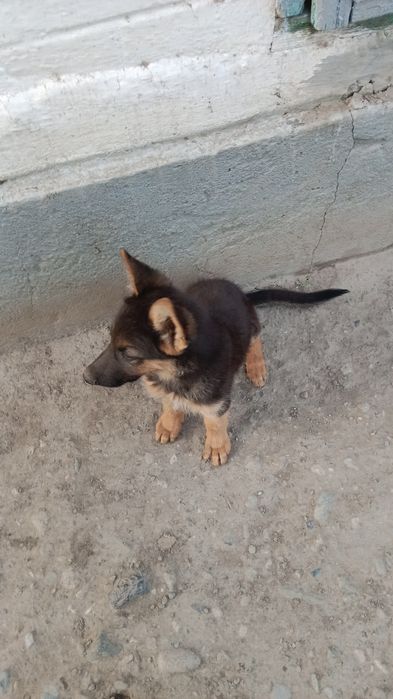 Продам щенка немецкой