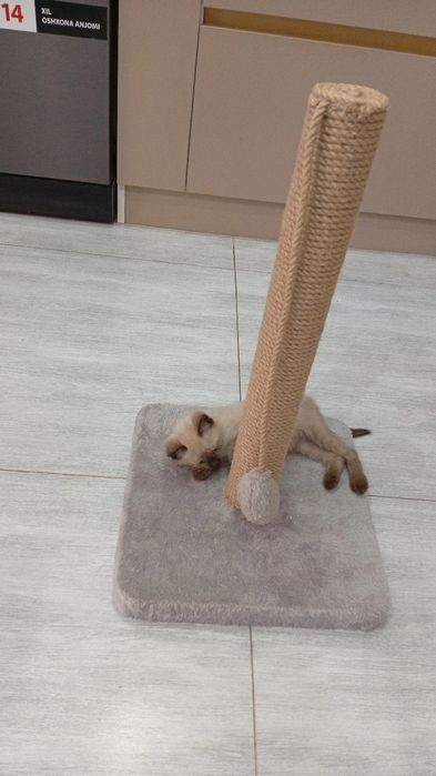 Киса Мушукча Киз бола