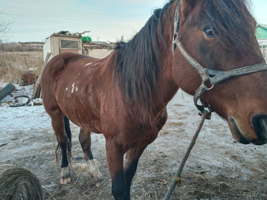 Продам быков лошадей баранов
