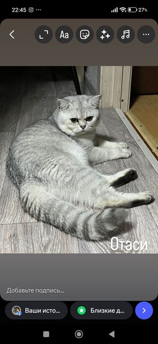 Хадияга берилади Британский Шиншилла