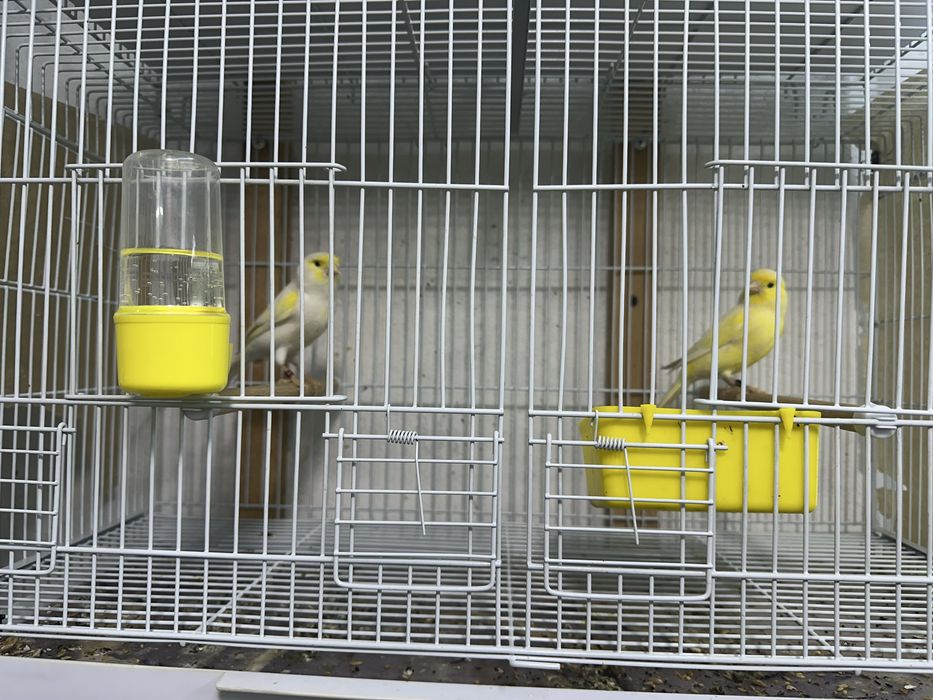 На продажу пара канареек