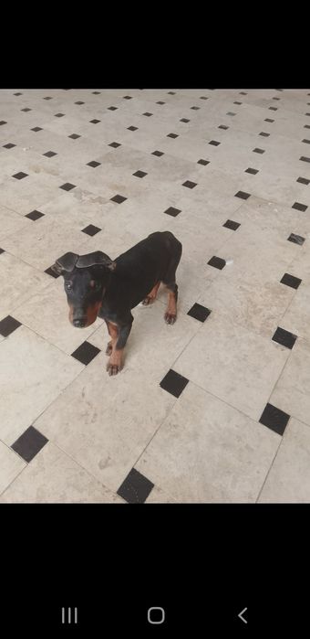 Добермана нар ва мода