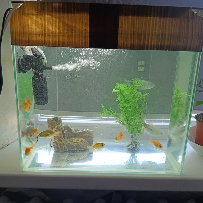 Продам аквариум с рыбками