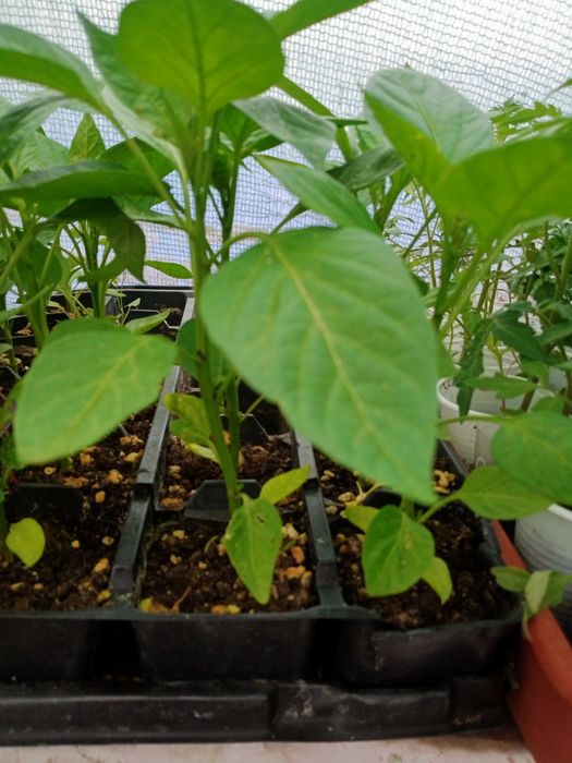 Продам овощную рассаду
