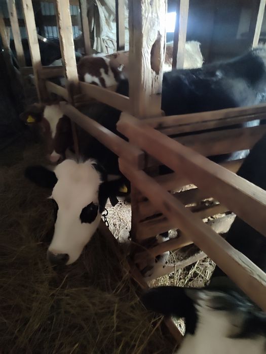 Продам тёлок 1,5 годовалые