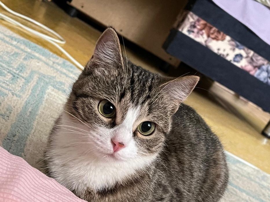 Котенок девочка отдам бесплатно