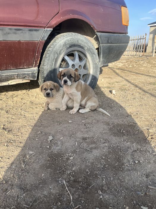 Алабай Кушыктер сатылады