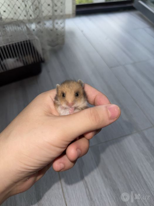 Продаются грызуны