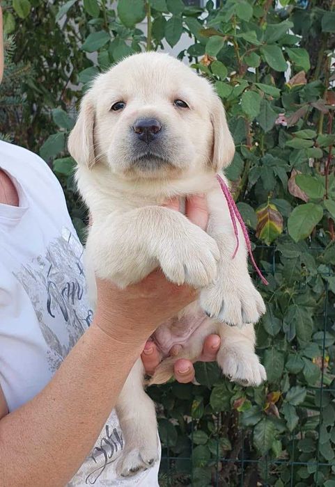 catelusa Labrador Retriever galben cu Pedigree