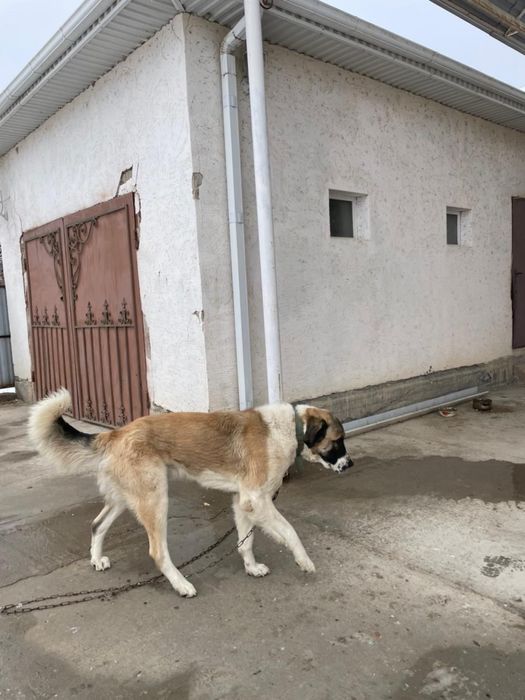 Собака, Төбет ит сатылады