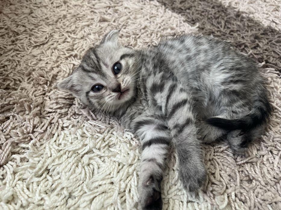 Шотландские вислоухие котята