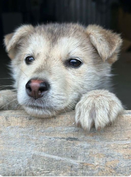 Adopție cățelușă