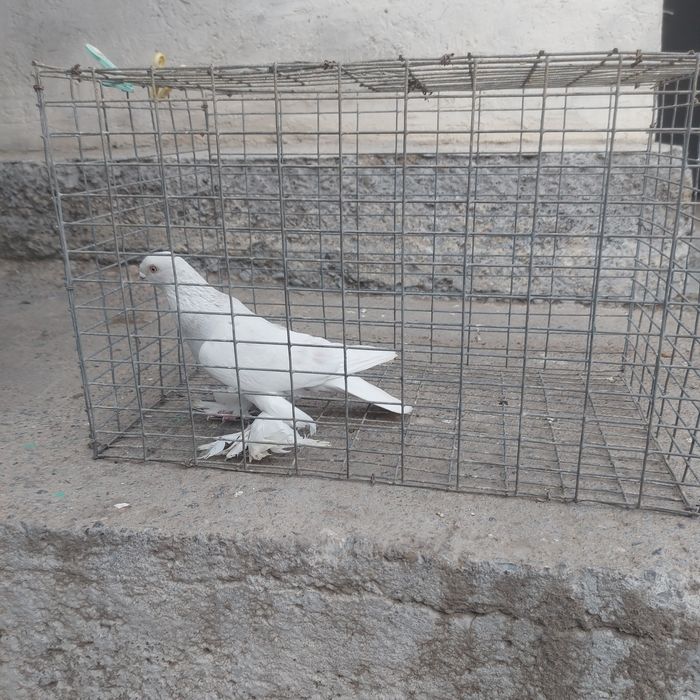 Буси самец лет с игрой