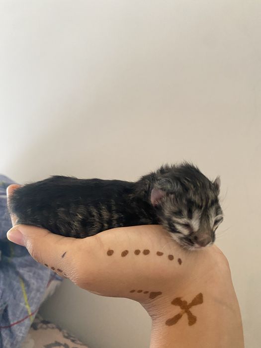 Кошка маленькая.