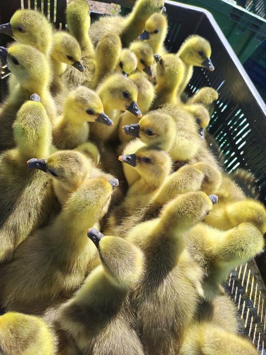 Гусята Линда Крупно серый