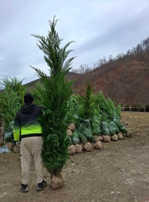 Tuia leylandii calitate 1