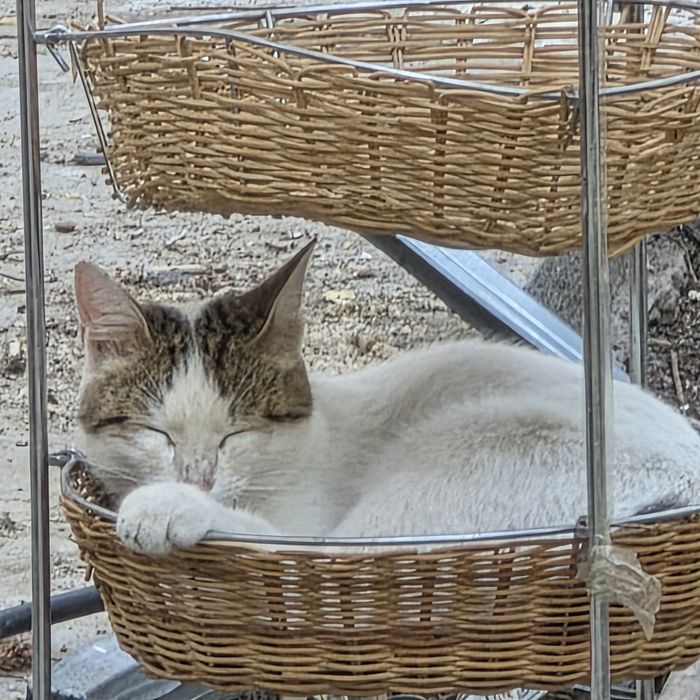 Котята в добрые руки.