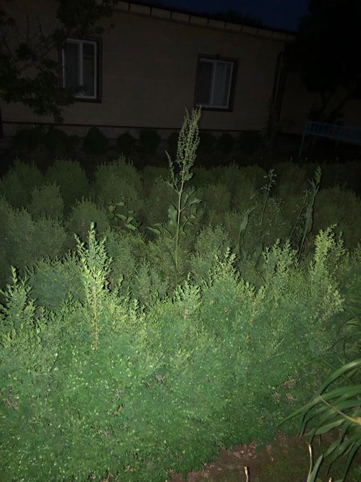 Shamshod ko’chatlari 7 yillik