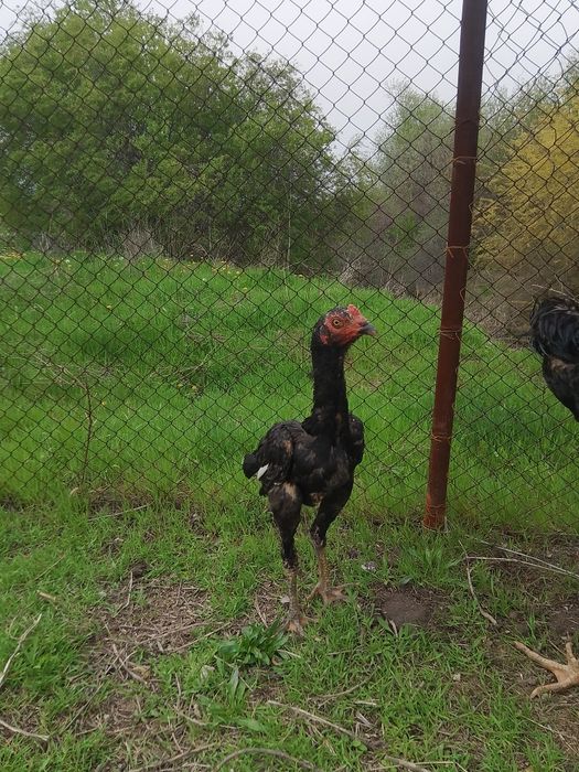 Дакан балапан 17 мын