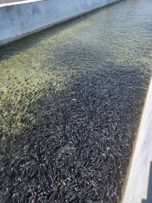 Мальки радужный фогель