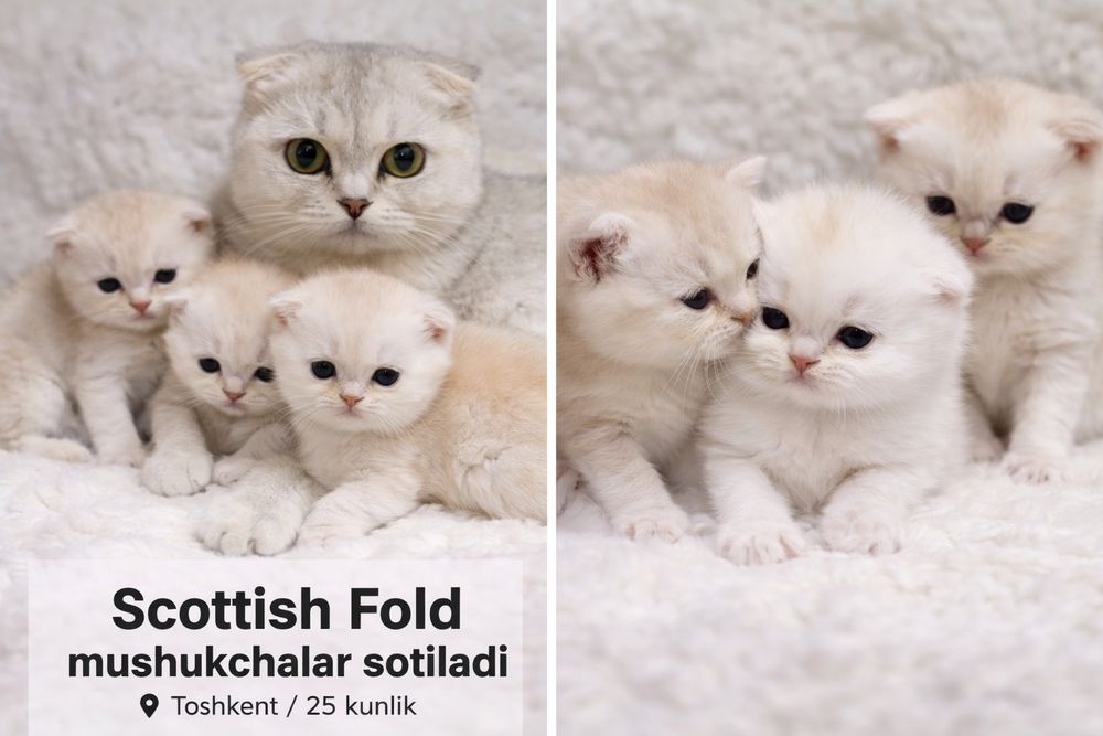 Skotish fold & shinshila bolalari sotiladi