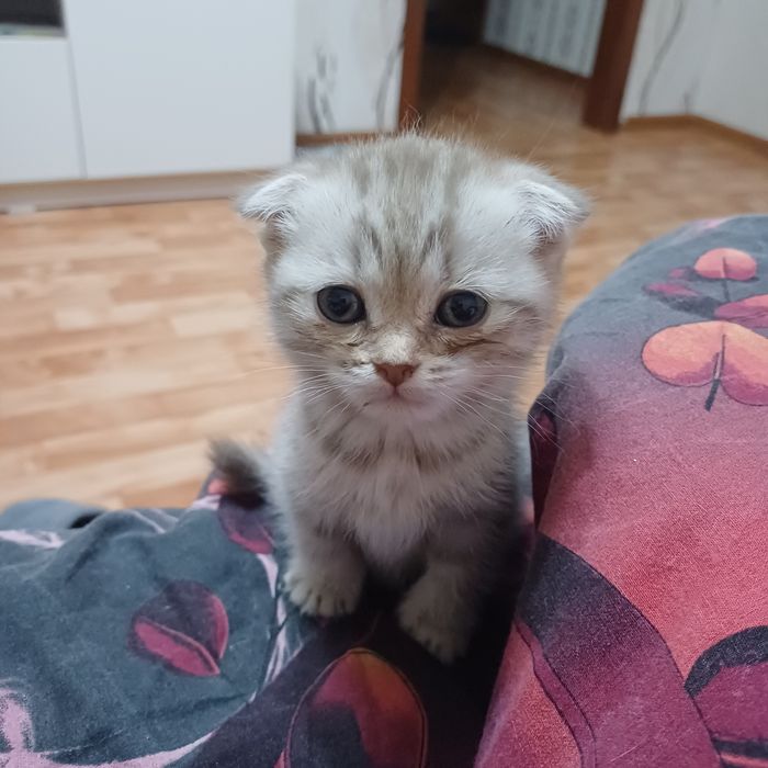продам котят шотландских