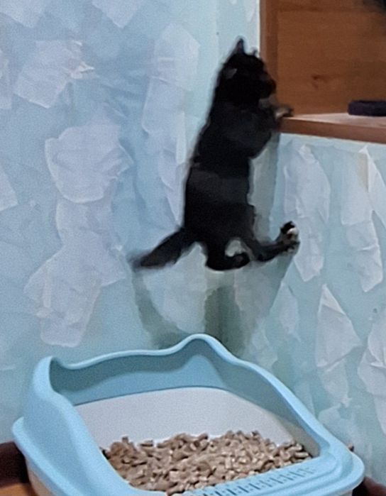 Отдам котят бесплатно