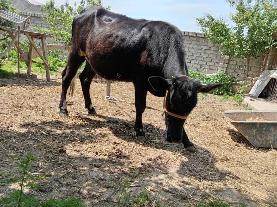 Уй сотила ховли ер