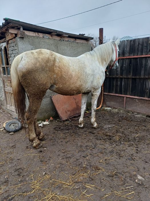 De vanzare iapa de 6 ani