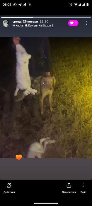 Тазы каншык 4 жасар