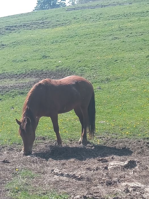 De vanzare nu sunați inutil