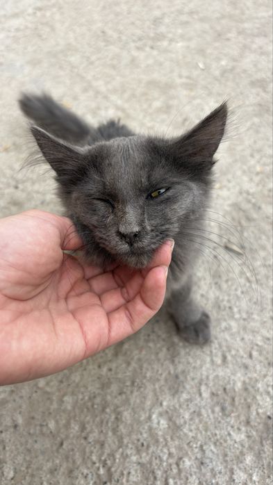 Котенок мальчик 4-5 месяцев