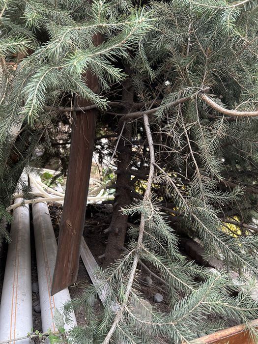 Продам живые ёлки