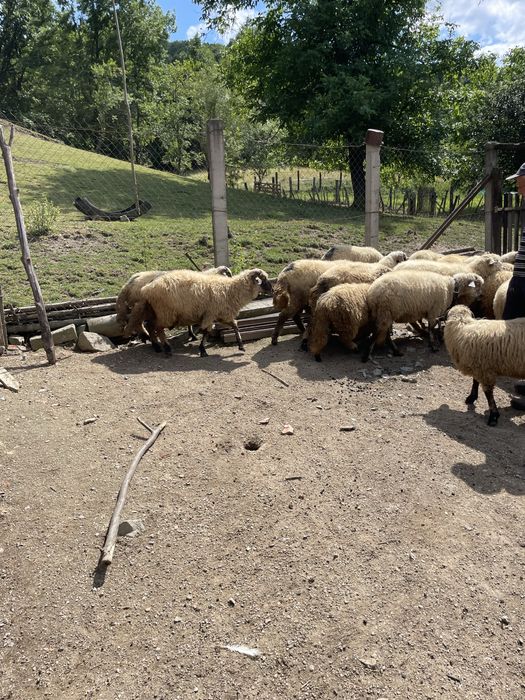 Turmă frumoasă de oi