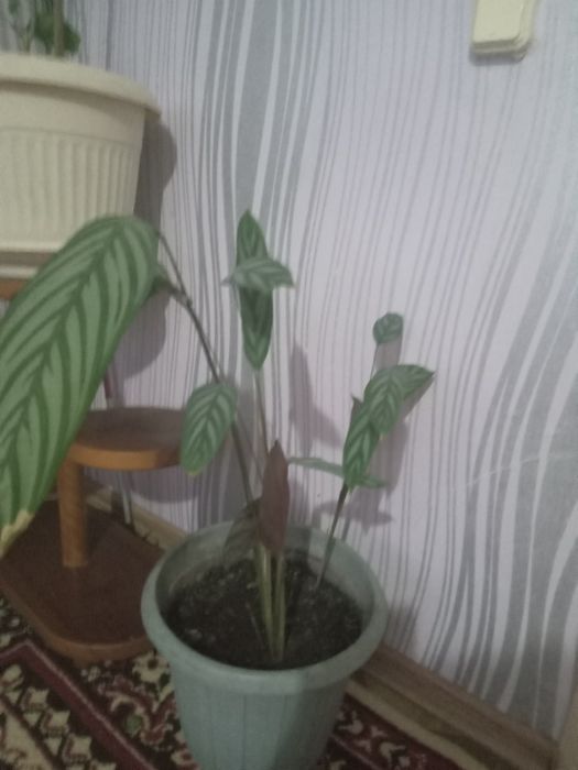 Продам комнатные цветы