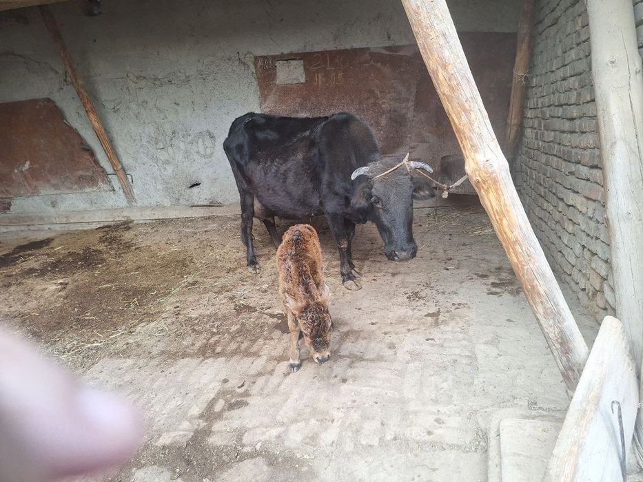 Sigir sotiladi bolasi hokizcha