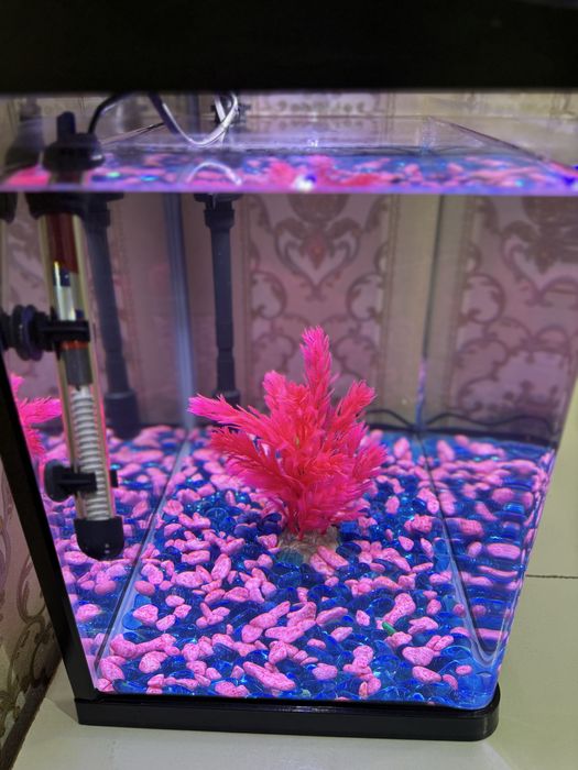 Akvariyum 55 litr