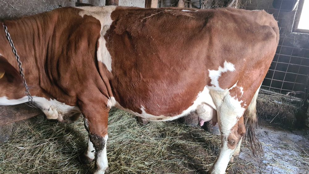 Vaci ,juninca si vitel