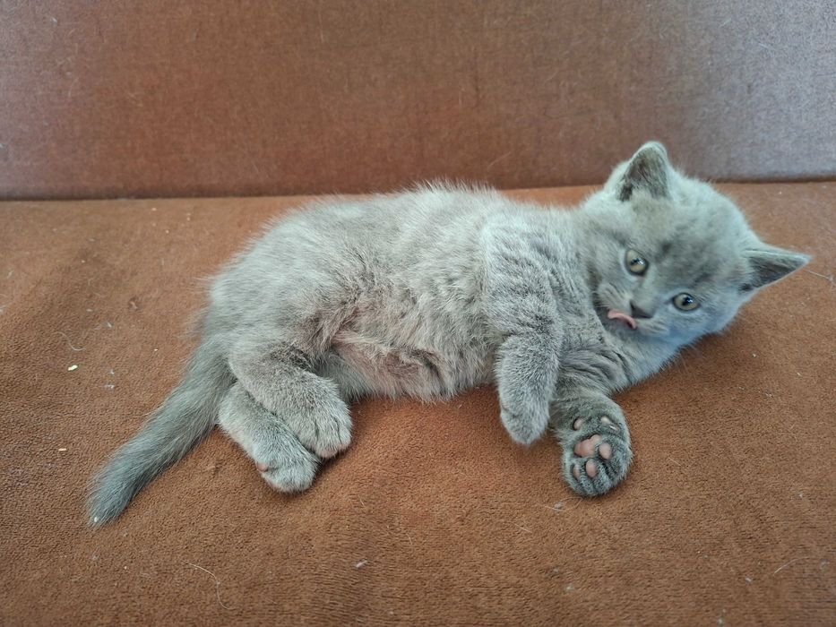 Шотландски клепоухи котета