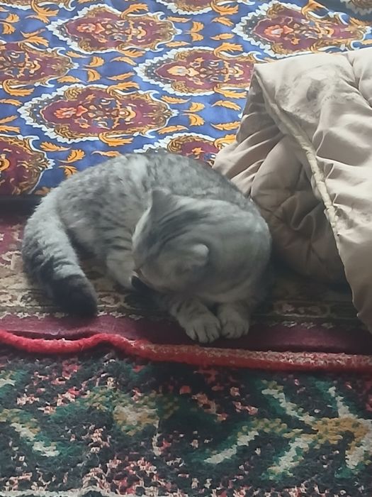 Mushuk zotdor 7oylik