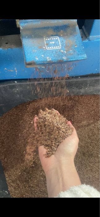 Семена льна Северный