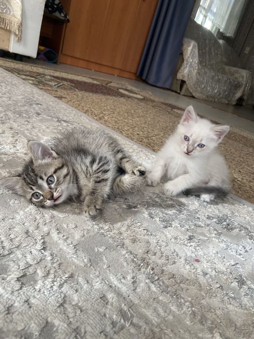 Отдам котят в хорошие руки