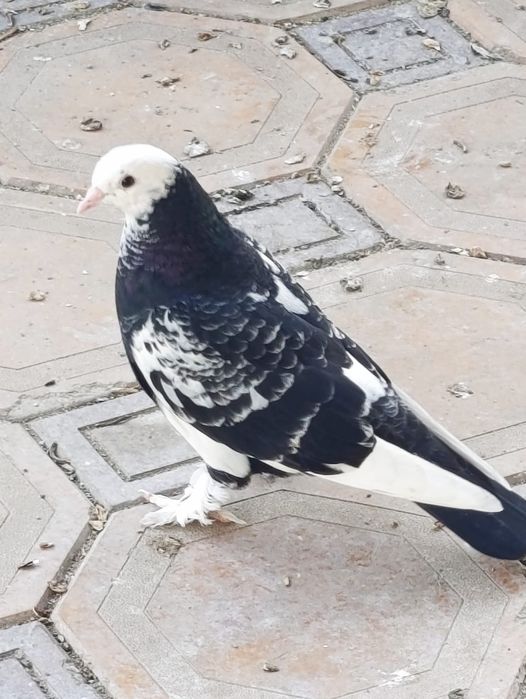 Продам голубей .