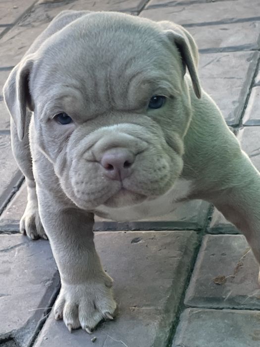 Американский булли