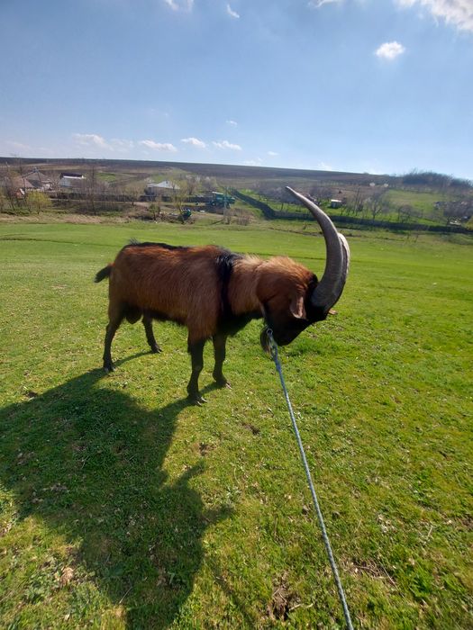 Tap Alpin francez de vanzare